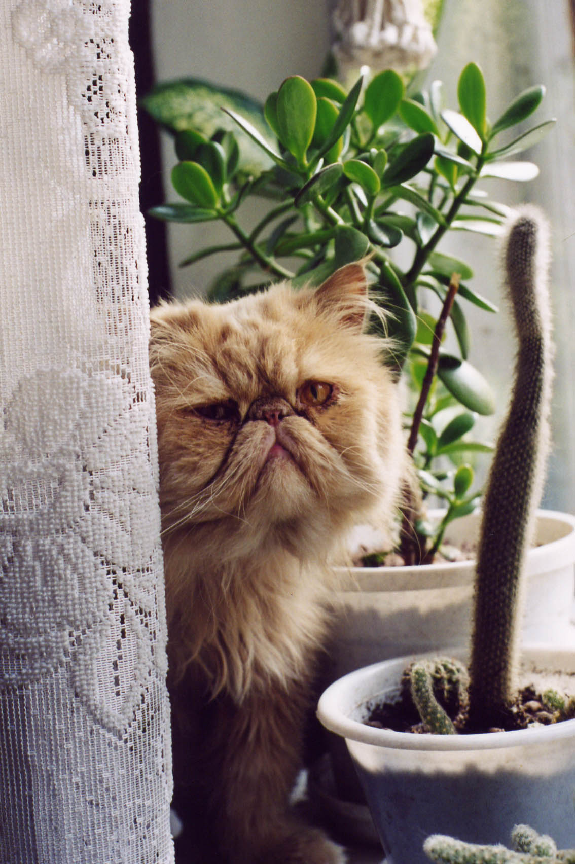 Котик Ванечка