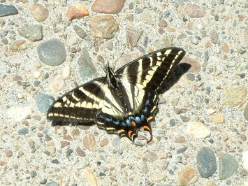 Butterfly