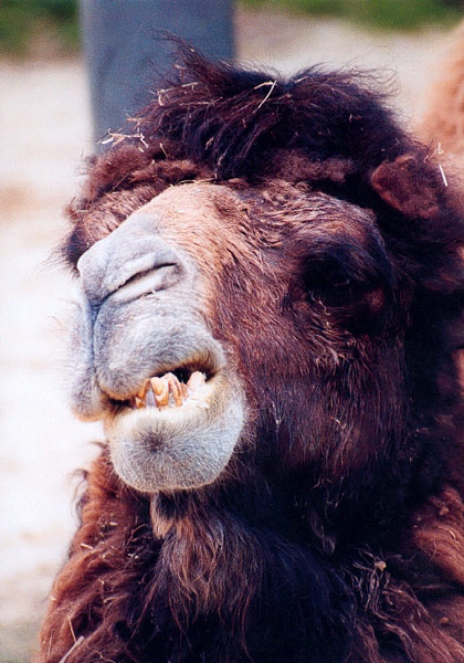 Camel