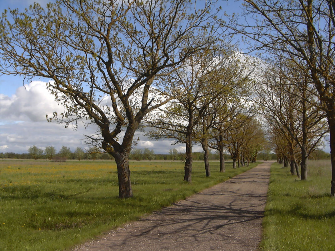 дорога.июнь