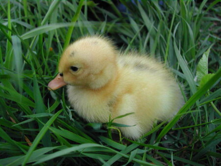 Ну где же мама?