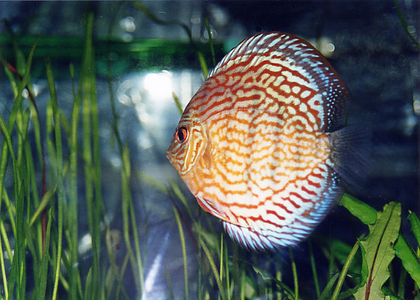 Liubimii Discus