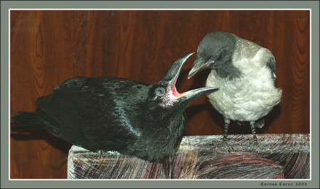 - Скажите &quot;ААААА!!!&quot;