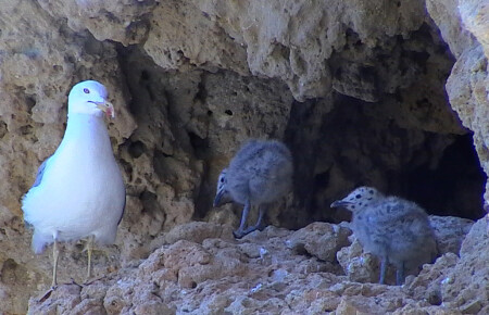 Бдительная мамаша