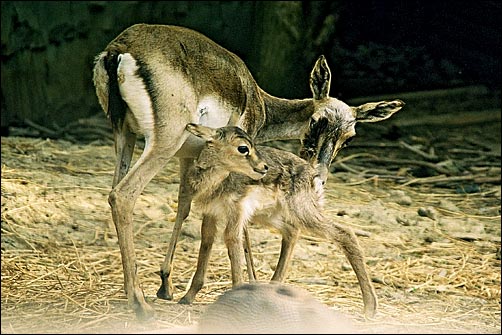 Mother love