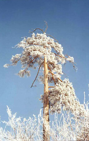Сосна