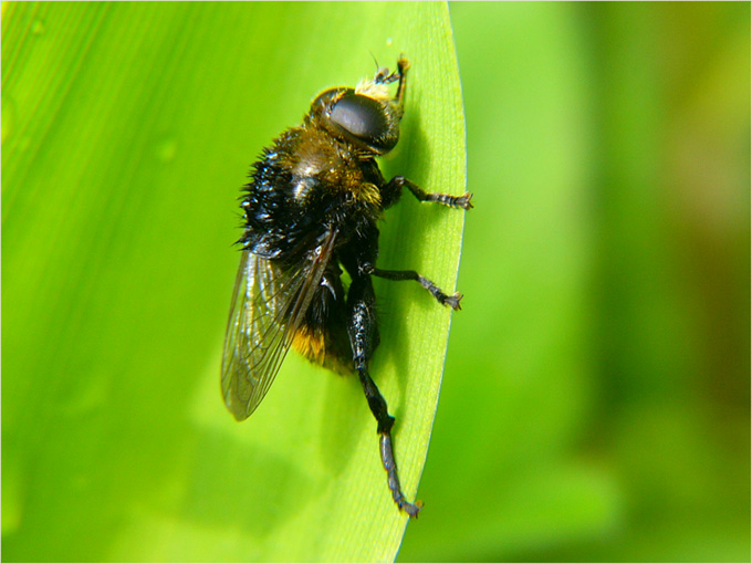 Myxa