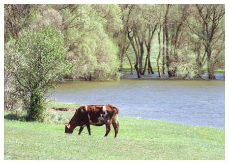 atom heart mother to