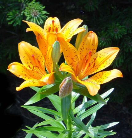 Три солнышка