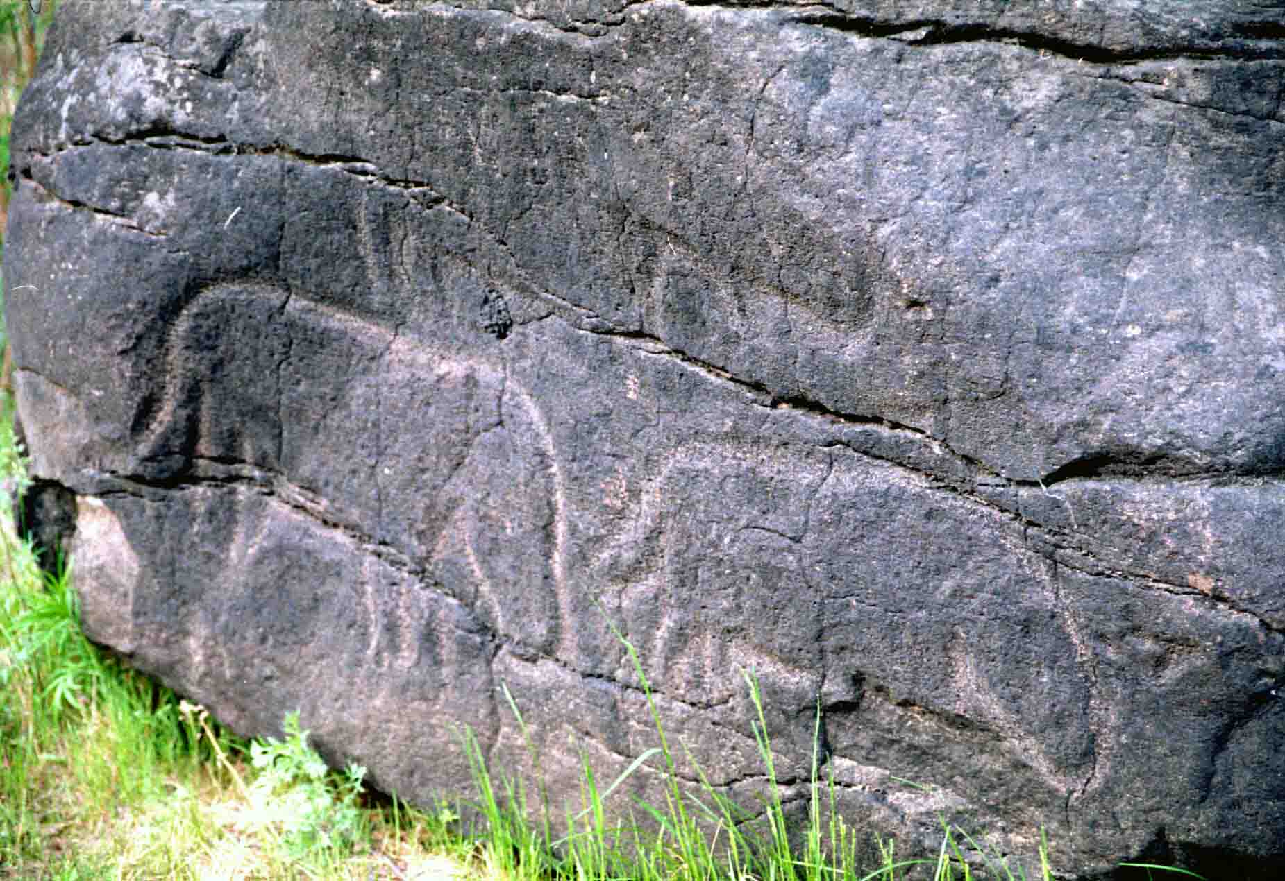 Бегемотики.