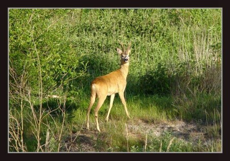 где быль живёт и небыль