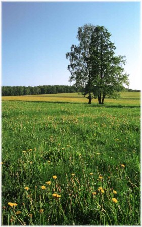 Поле