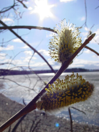 Весна-а-а... (помните удава Каа? :)