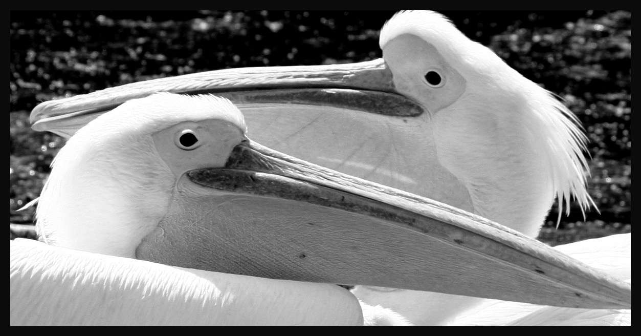 Pelican Brief