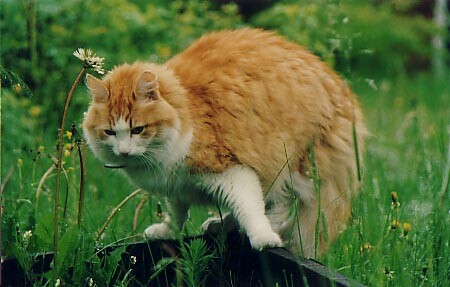 Дождь... Ступить некуда, одна вода!