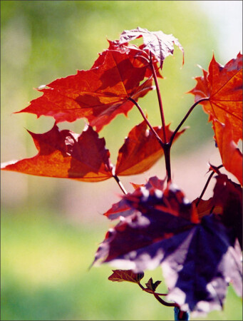 Первый опыт