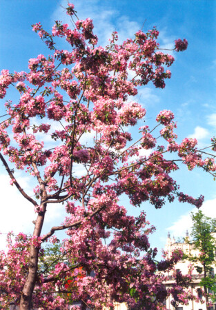 Яблоня в цвету