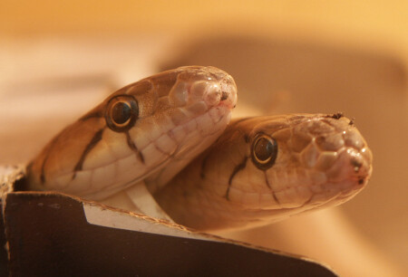 Кто сказал, что холоднокровным чужды чувства???