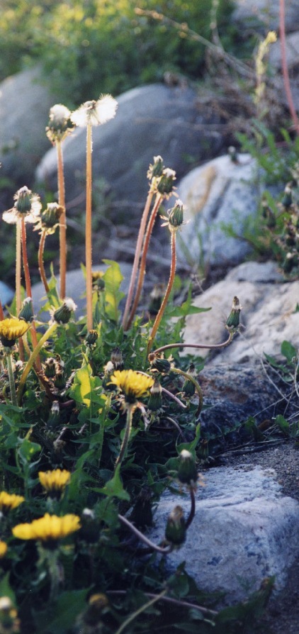 flowers