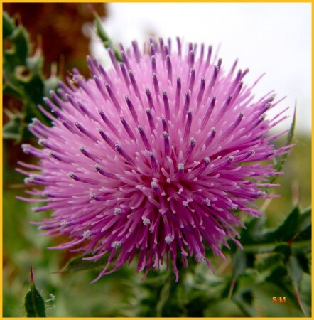 Живой салют.