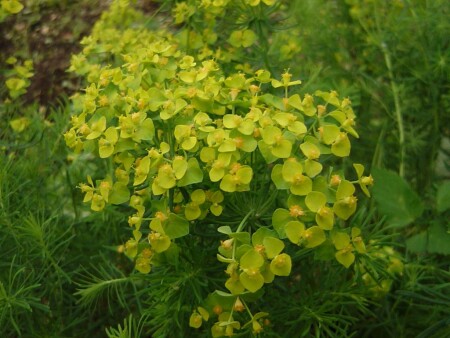 желтые цветочки