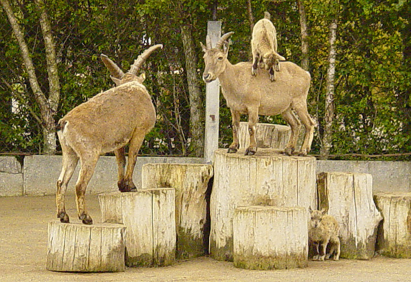 Zoloto serebro bronza