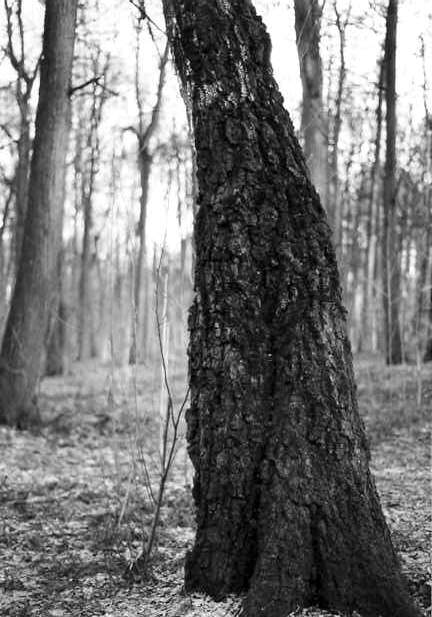 trees_2