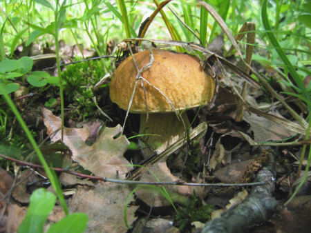 Первые грибы