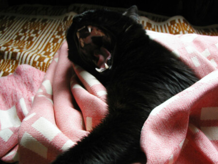 Не буди во мне зверя.