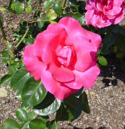 Цветок радости