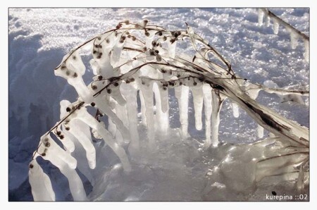Растет она вниз головою