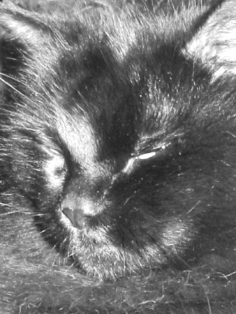 милый котик