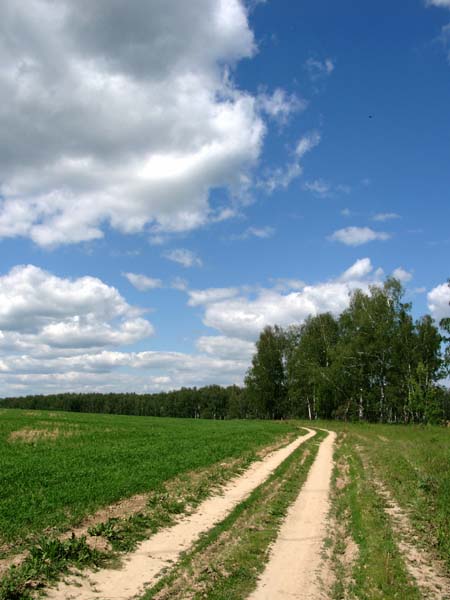Дорога к лесу