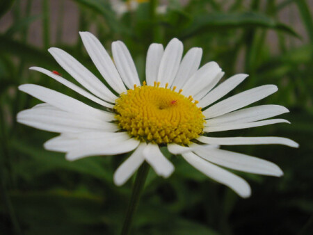 Утрений цветок