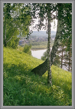 Березовая зарисовка