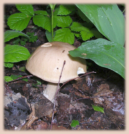 По грибы.....