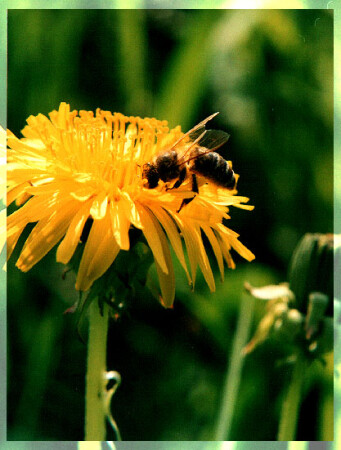 просто пчела