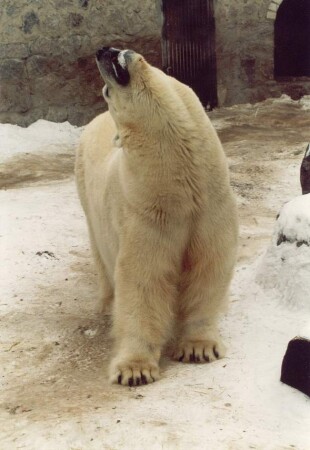 Хоть волком вой...