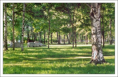 Стадо слонов на просторах Северо-запада