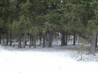 зимняя хондра