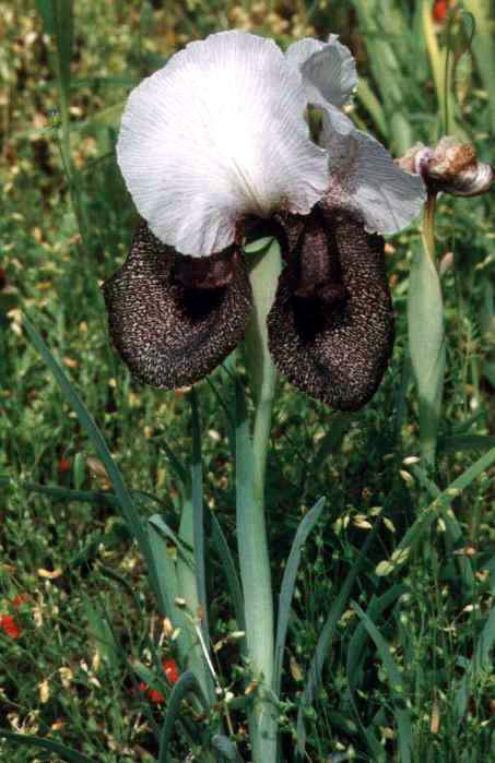 Iris iberica
