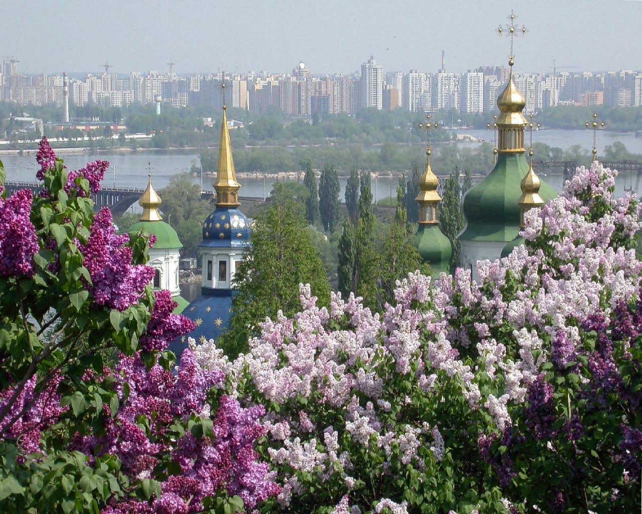 Киевская сирень