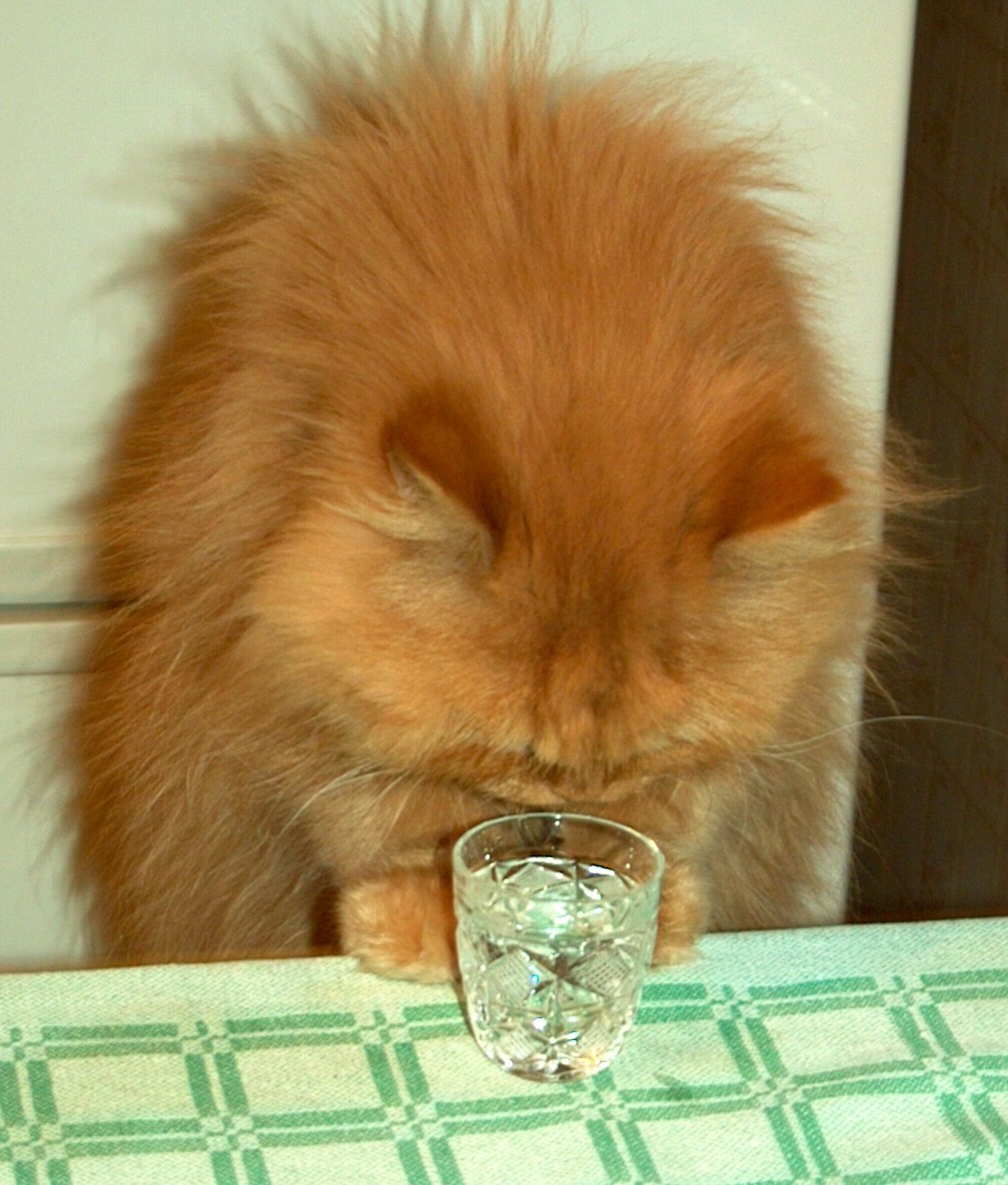 to drink?.. or not to drink?..