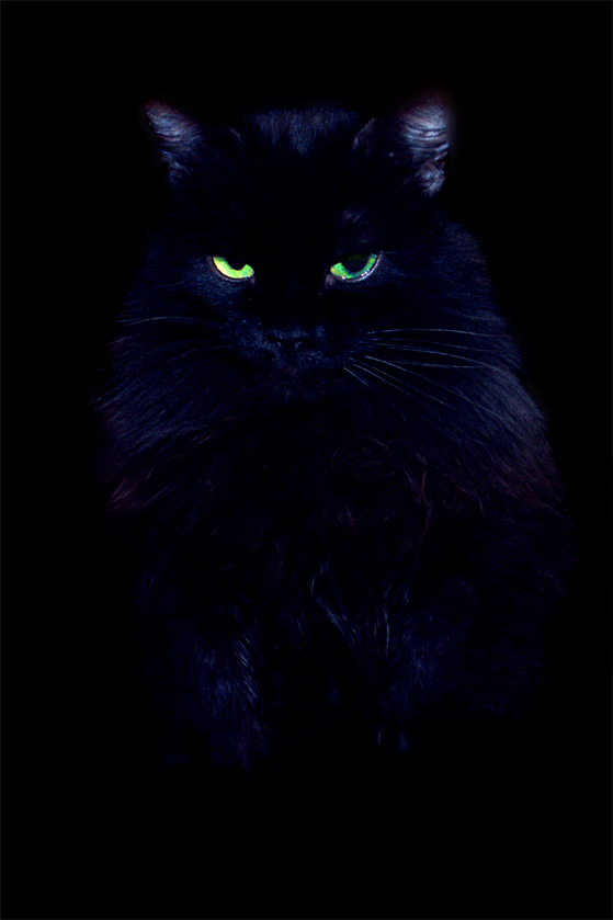 Черный кот