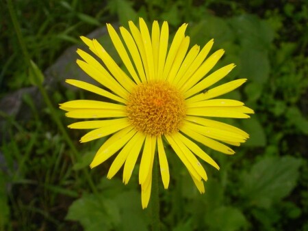 Солнышко в дождливый день.