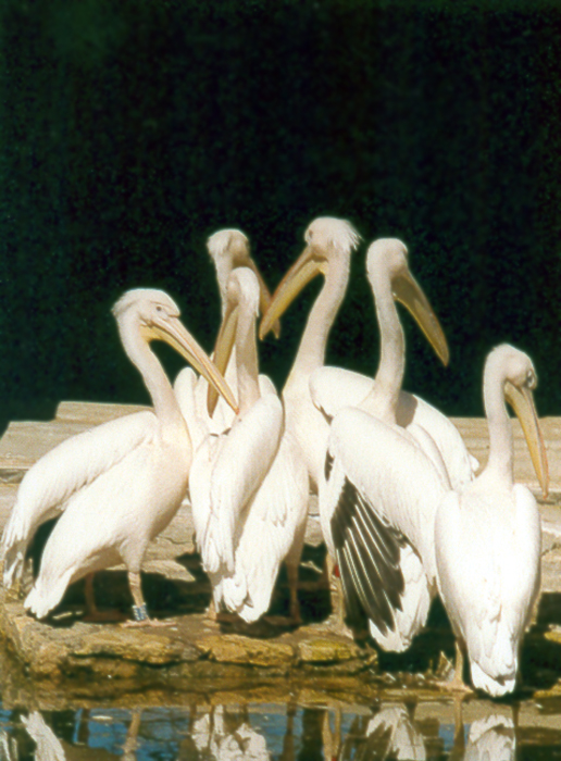 Delo pelikanov ("pelicans` case")