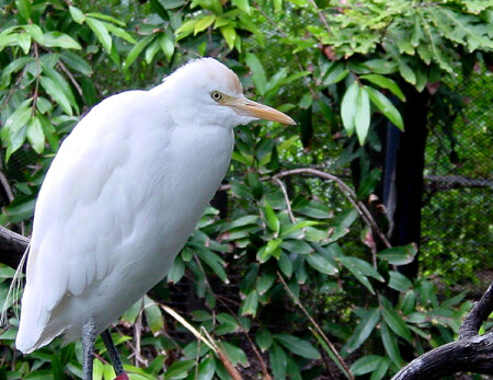 White Bird