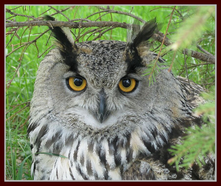 Ах, эти чудные глаза!