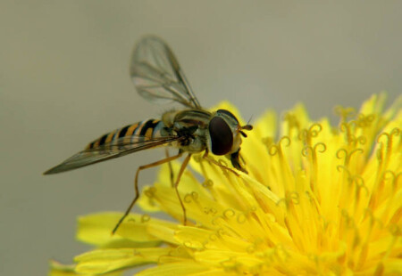 Пчелка - медушка