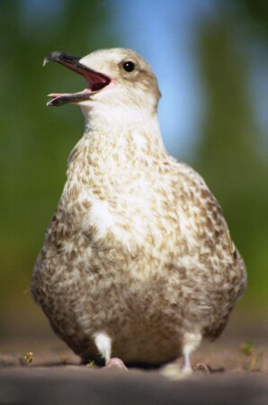 Глупый пИнгвин